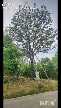 55公分(5杆)丛生乌桕