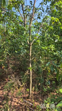 2公分木荷