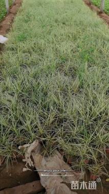 高度15厘米金丝苔草