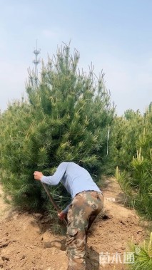 高度450厘米白皮松