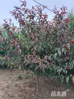 4公分紫叶碧桃