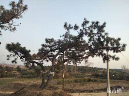 高度450厘米黑松