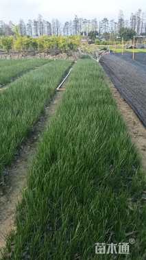 高度20厘米白花葱兰