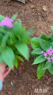 高度18厘米五星花