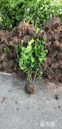 高度70厘米大叶黄杨