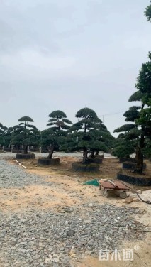 20公分米叶罗汉松