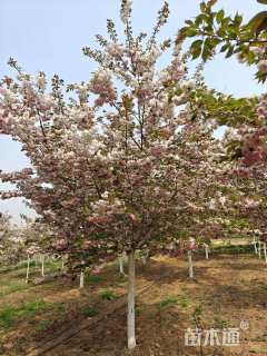 10公分普贤象樱花