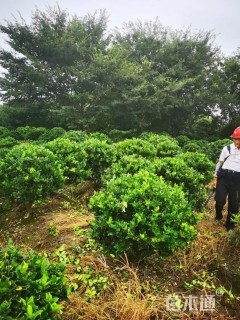 冠幅100厘米金森女贞球