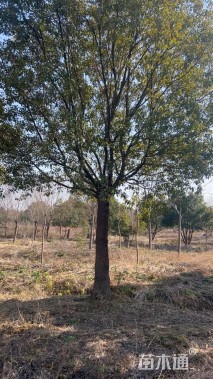 28公分香樟