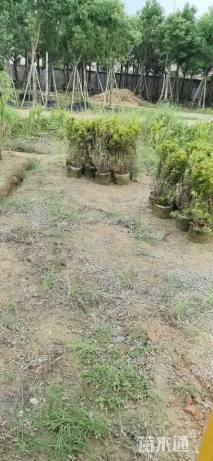 高度120厘米双荚槐