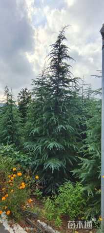 高度500厘米雪松