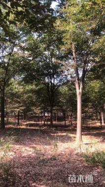 12公分榉树