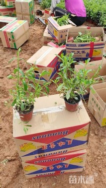 高度22厘米柳叶马鞭草