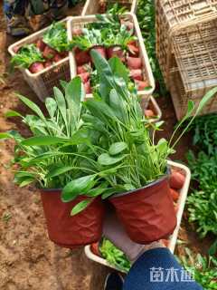 高度20厘米金鸡菊