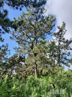 高度800厘米黑松