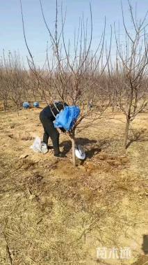 5公分苹果树