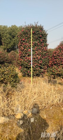 高度270厘米茶梅柱