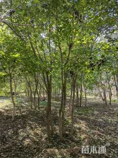 高度4000厘米丛生五角枫