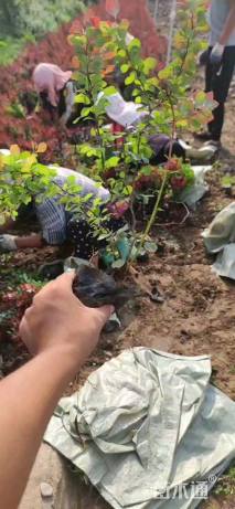 高度40厘米紫叶小檗