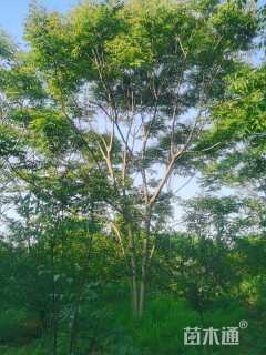 35公分(4杆)丛生栾树