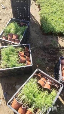 高度20厘米波斯菊