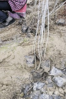 高度50厘米紫穗槐