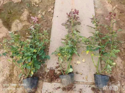 高度40厘米月季
