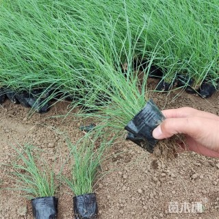 高度20厘米粉黛乱子草