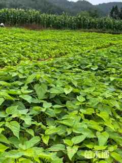 高度50厘米山桐子小苗