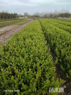 高度50厘米胶东卫矛