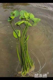 高度50厘米萍蓬草