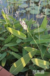高度40厘米水竹芋