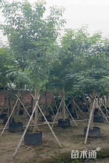 10公分紫花风铃木