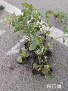 高度25厘米花叶景天