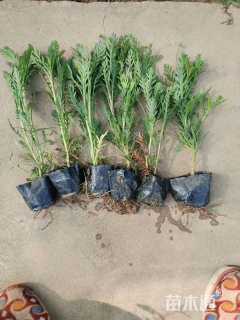 高度20厘米黄金菊