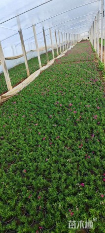 高度8厘米丛生福禄考