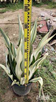 高度80厘米金边万年麻