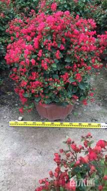 冠幅80厘米红花三角梅球