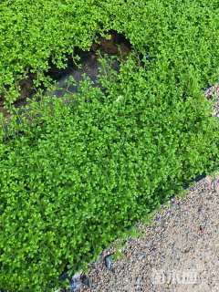 高度10厘米翠云草