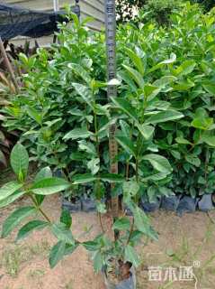 高度30厘米栀子花