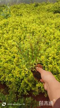 高度10厘米金叶满天星