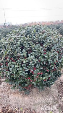 冠幅150厘米无刺枸骨球