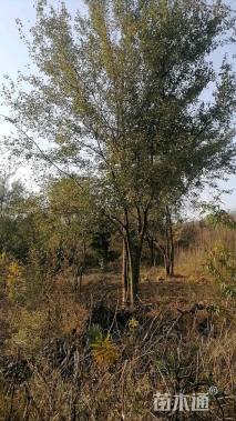 高度8厘米丛生三角枫