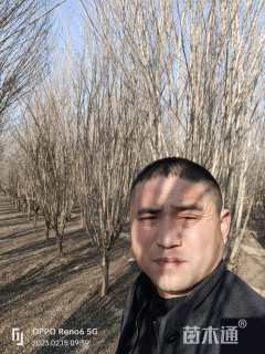 高度450厘米木槿