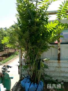 高度120厘米华北珍珠梅