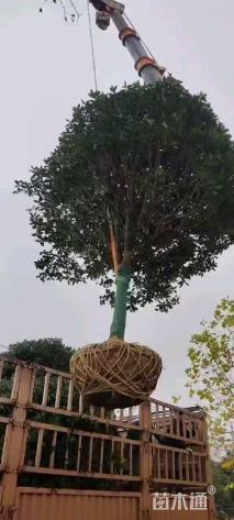 15公分桂花