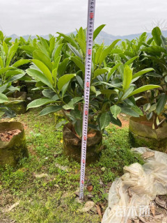 高度40厘米非洲茉莉