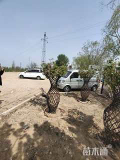 50公分八棱海棠