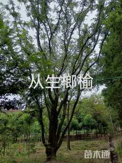 100公分丛生榔榆