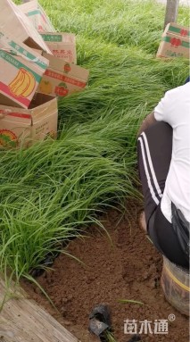 高度40厘米拂子茅